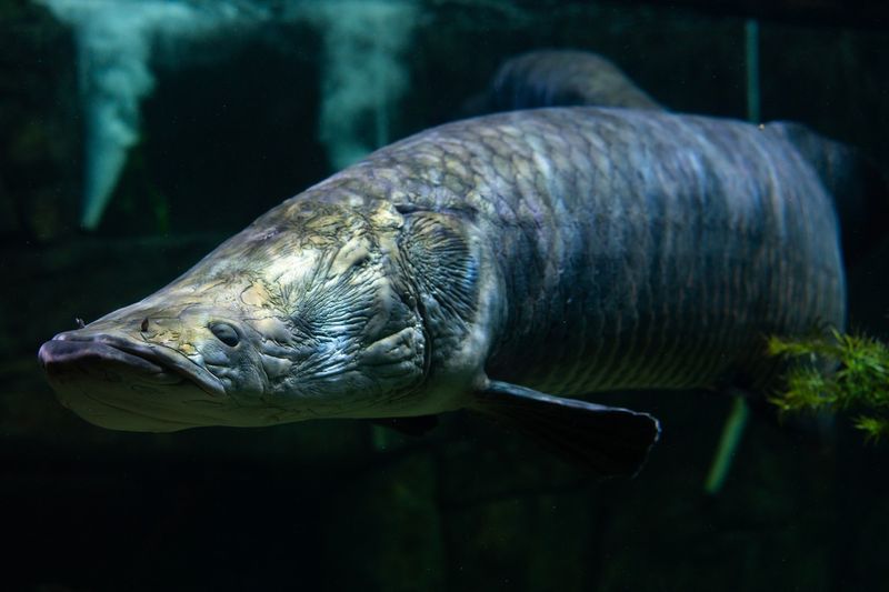 Arapaima