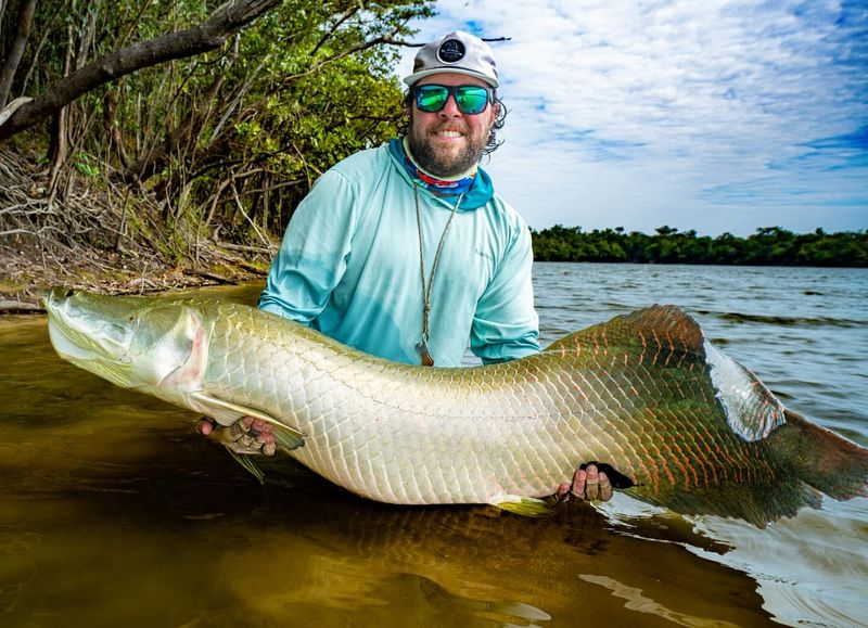 Arapaima (Amazon Basin, Brazil)