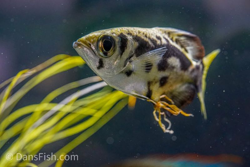 Archerfish's Water Gun Hunt