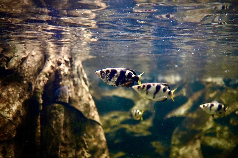 Archerfish