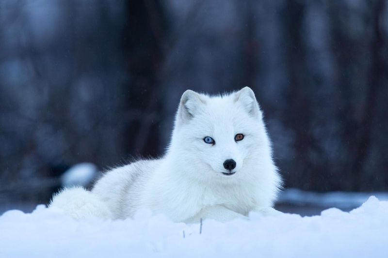 Arctic Fox