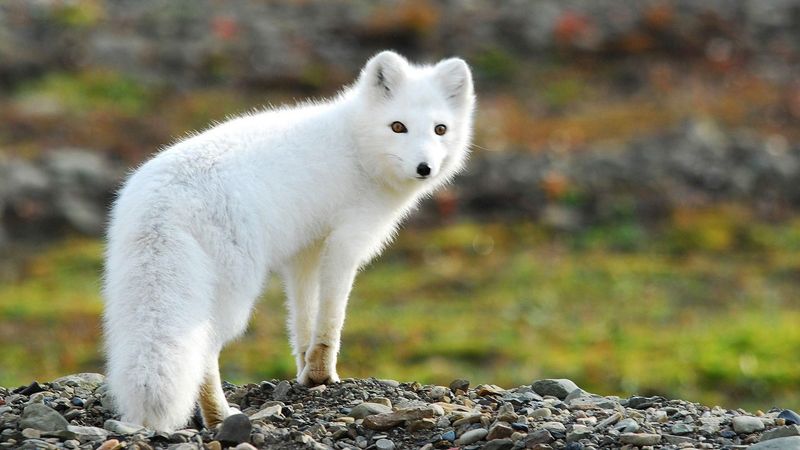 Arctic Fox