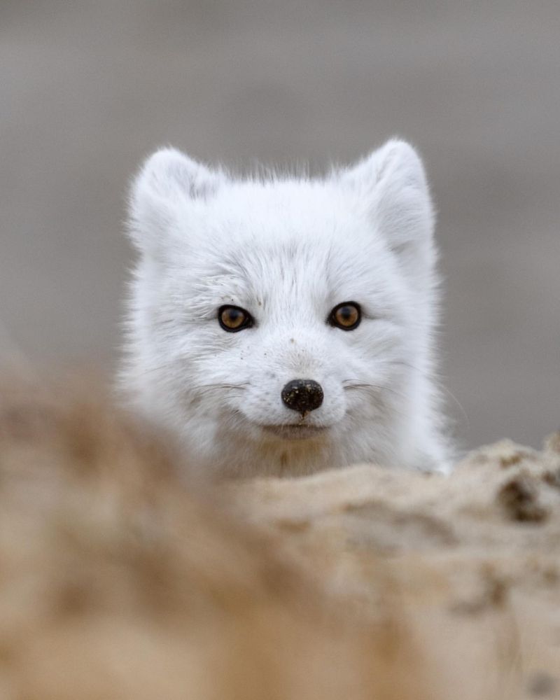 Arctic Fox