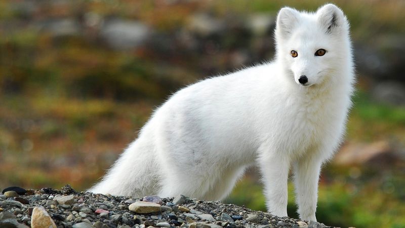 Arctic Fox