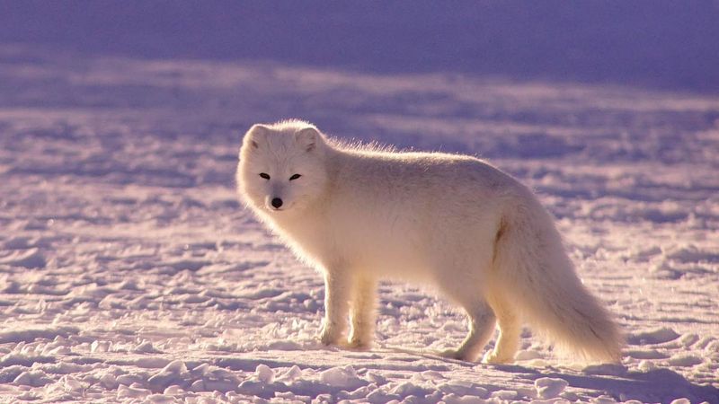 Arctic Fox