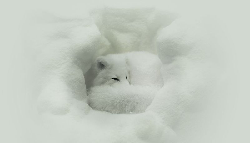 Arctic Fox