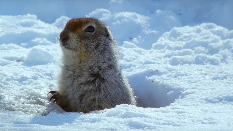 Arctic Ground Squirrel