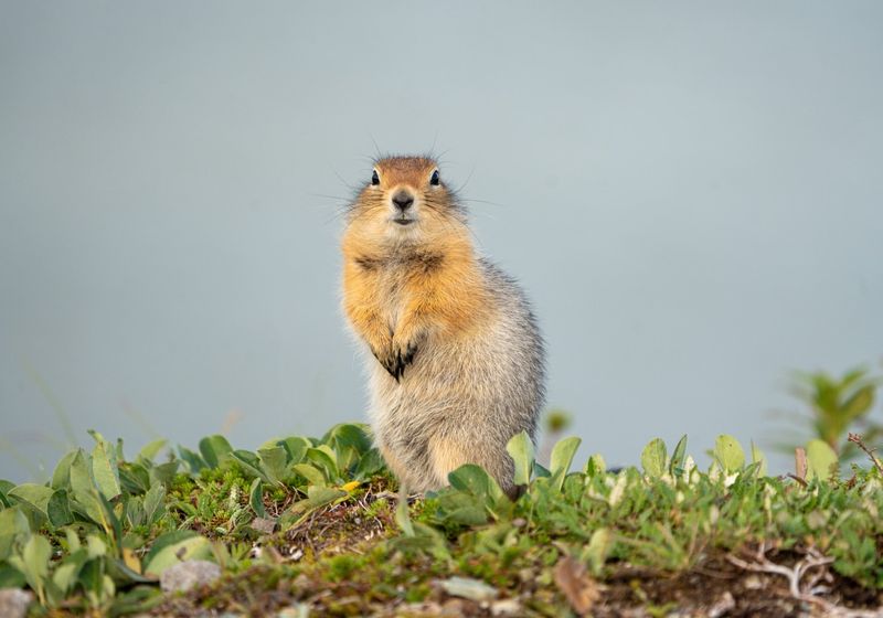 Arctic Ground Squirrel