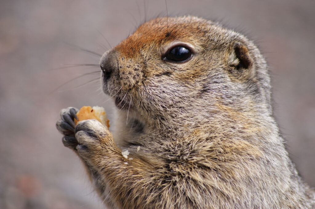 Arctic Ground Squirrels