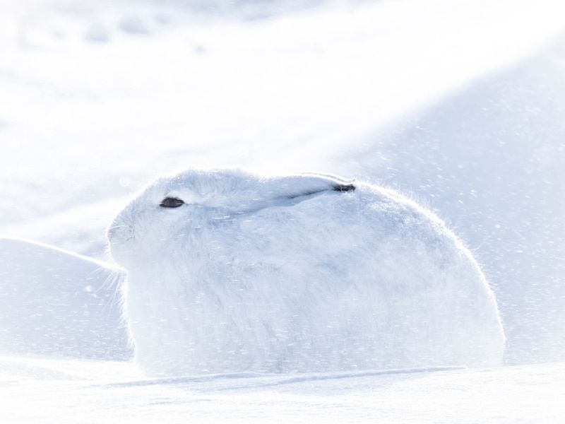 Arctic Hare