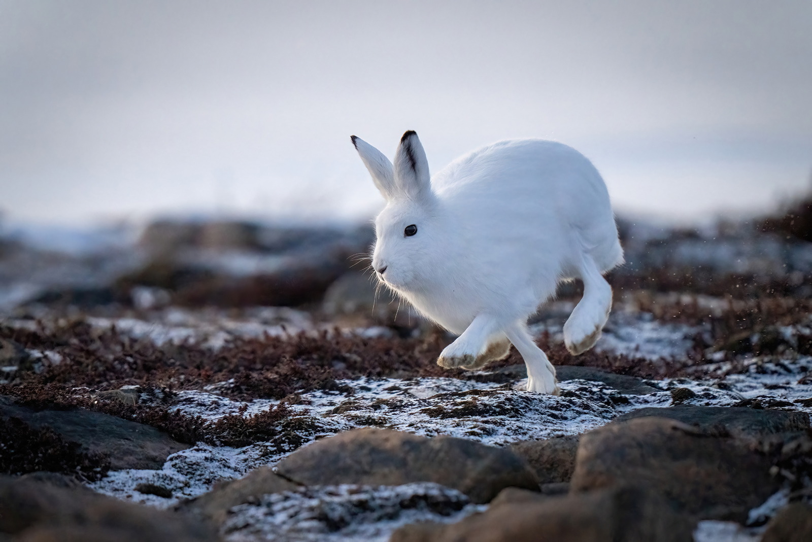 arctic hare