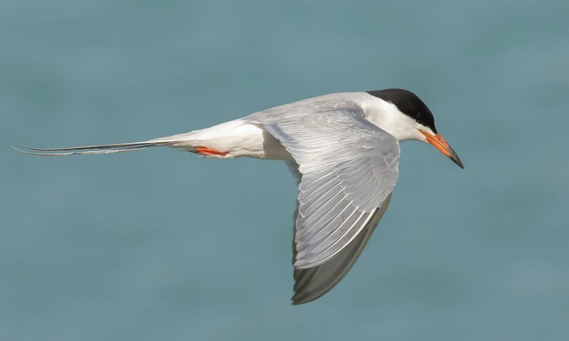 Arctic Tern