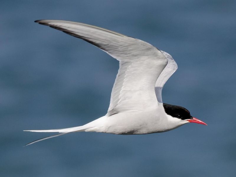 Arctic Tern