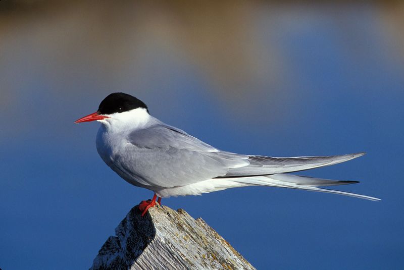 Arctic Tern