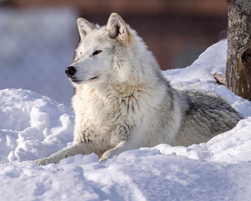 Arctic Wolf