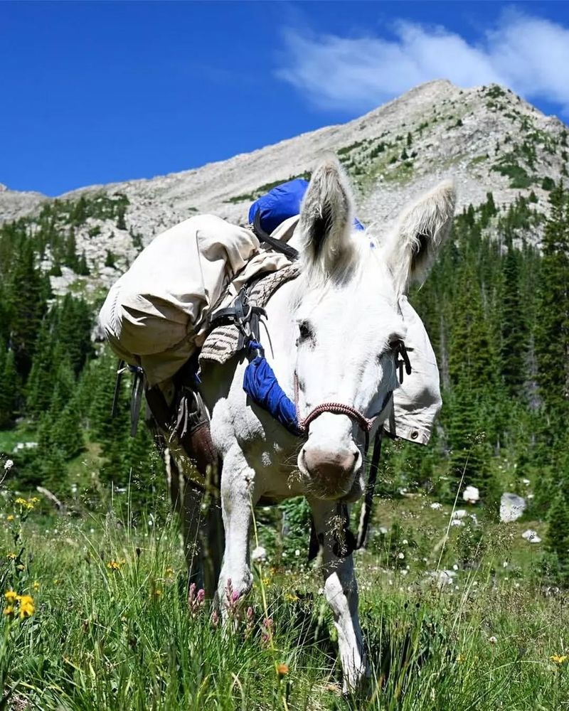 Are Excellent Climbers