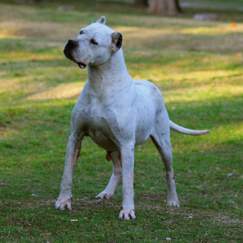 Argentine Bulldog