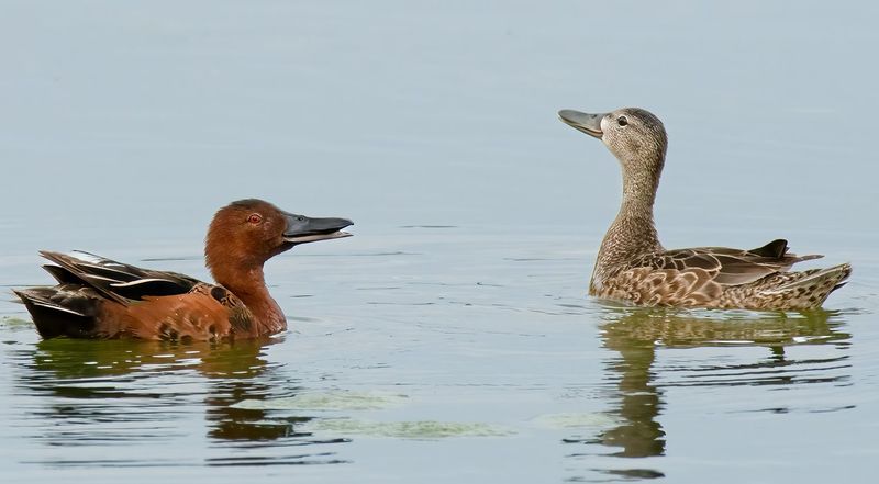 Argentine Lake Duck