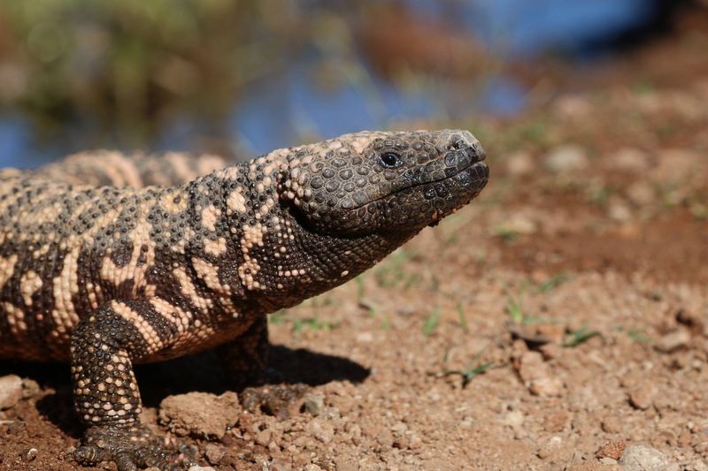 Arizona's Gila Monster