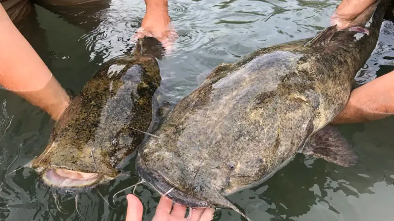 Arizona: Flathead Catfish