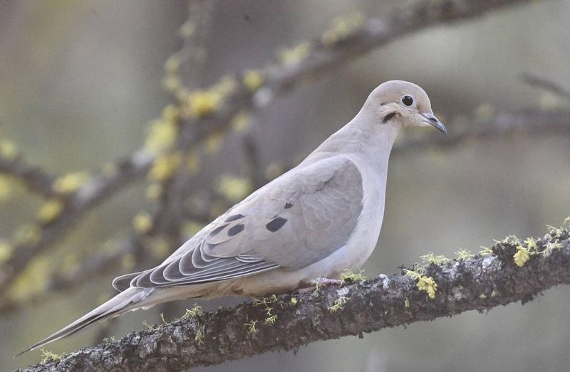 Arizona - Mourning Dove