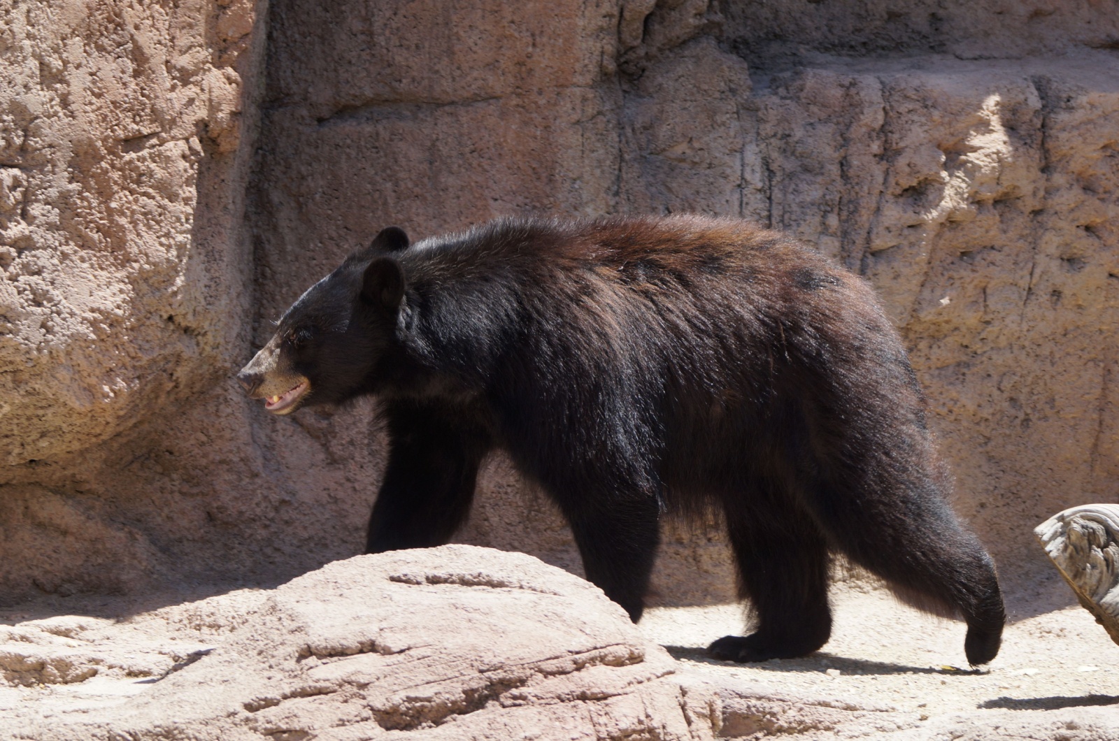 Arizona black bear