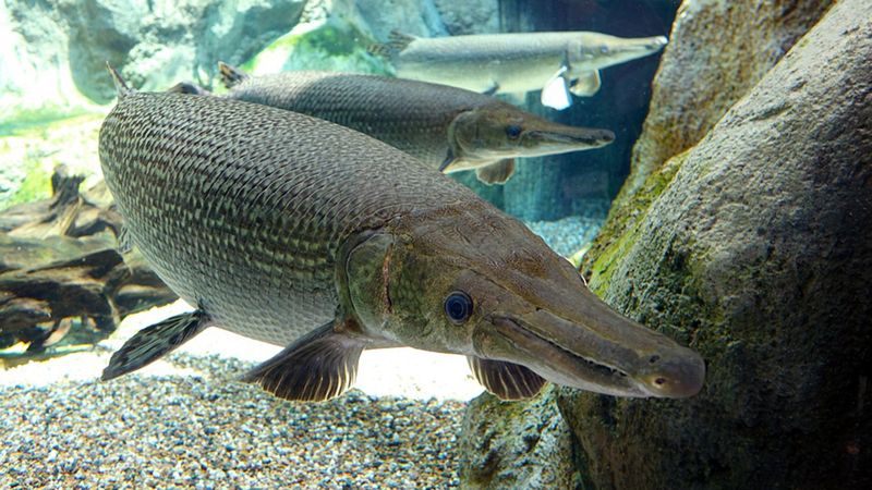 Arkansas: Alligator Gar