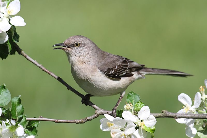 Arkansas - Northern Mockingbird