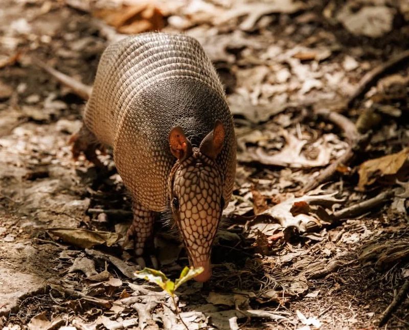 Armadillo