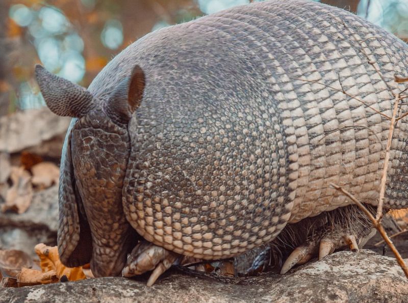 Armadillo