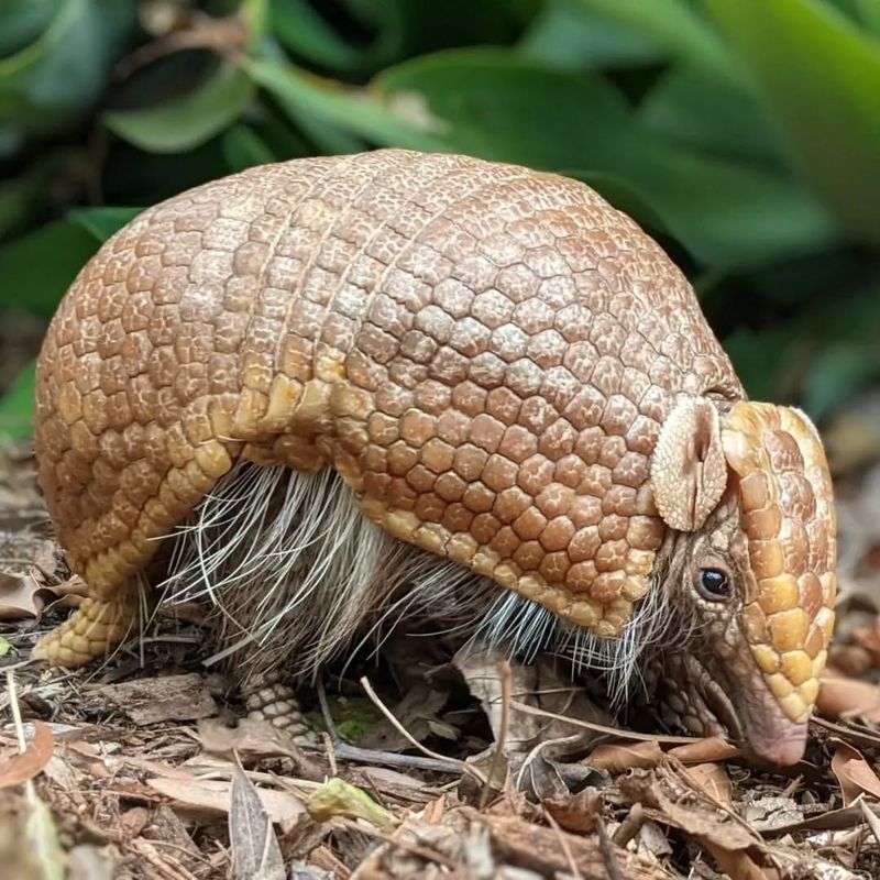 Armadillo