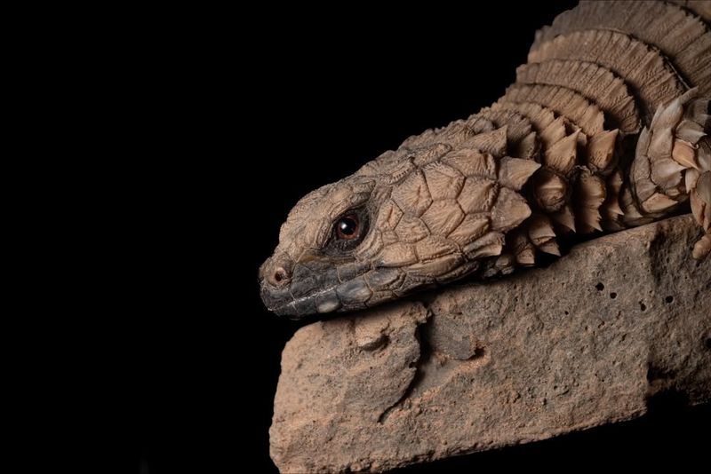 Armadillo Girdled Lizard