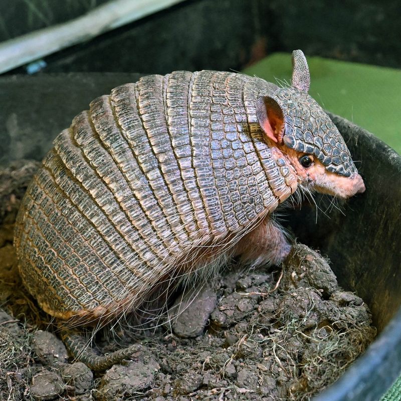 Armadillo