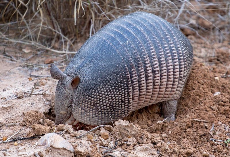 Armadillos