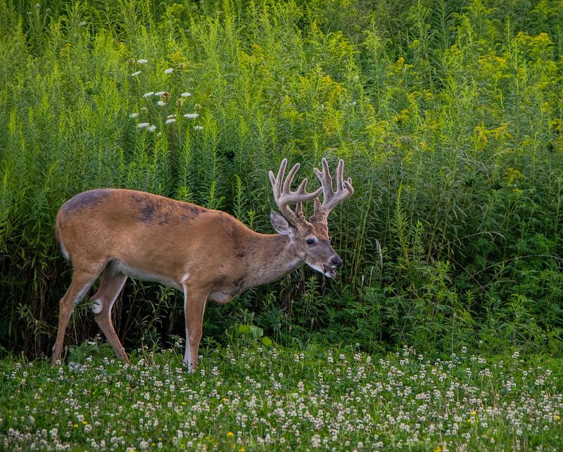 Arrange for Seasonal Food Plots