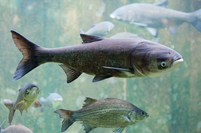 Asian Carp