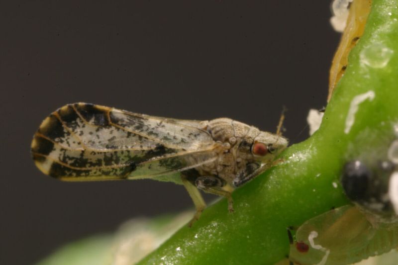 Asian Citrus Psyllid