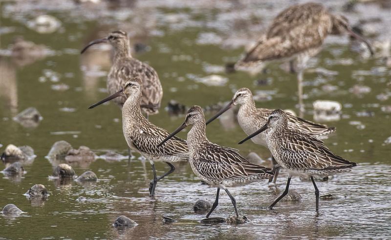 Asian Dowitcher