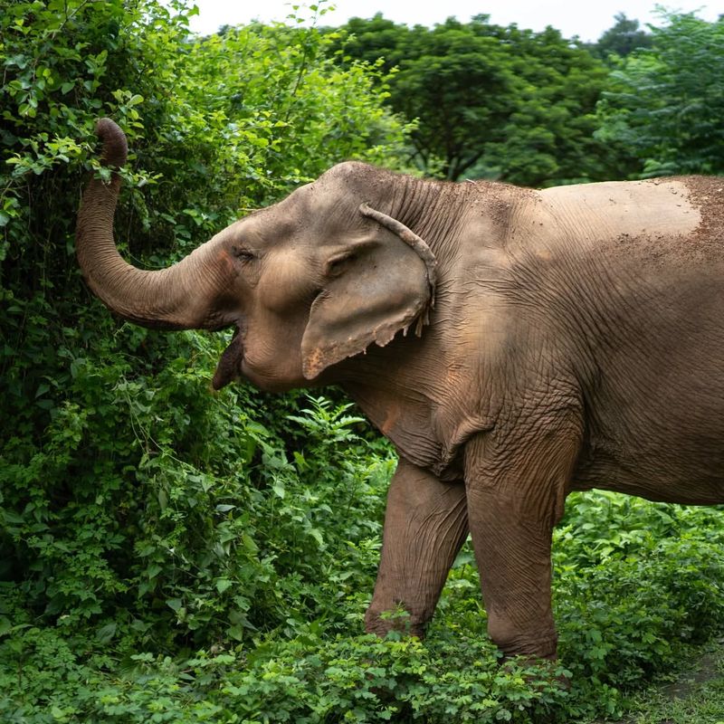 Asian Elephant