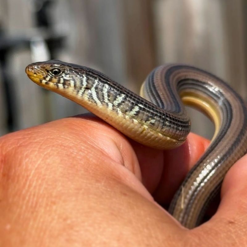 Asian Glass Lizard