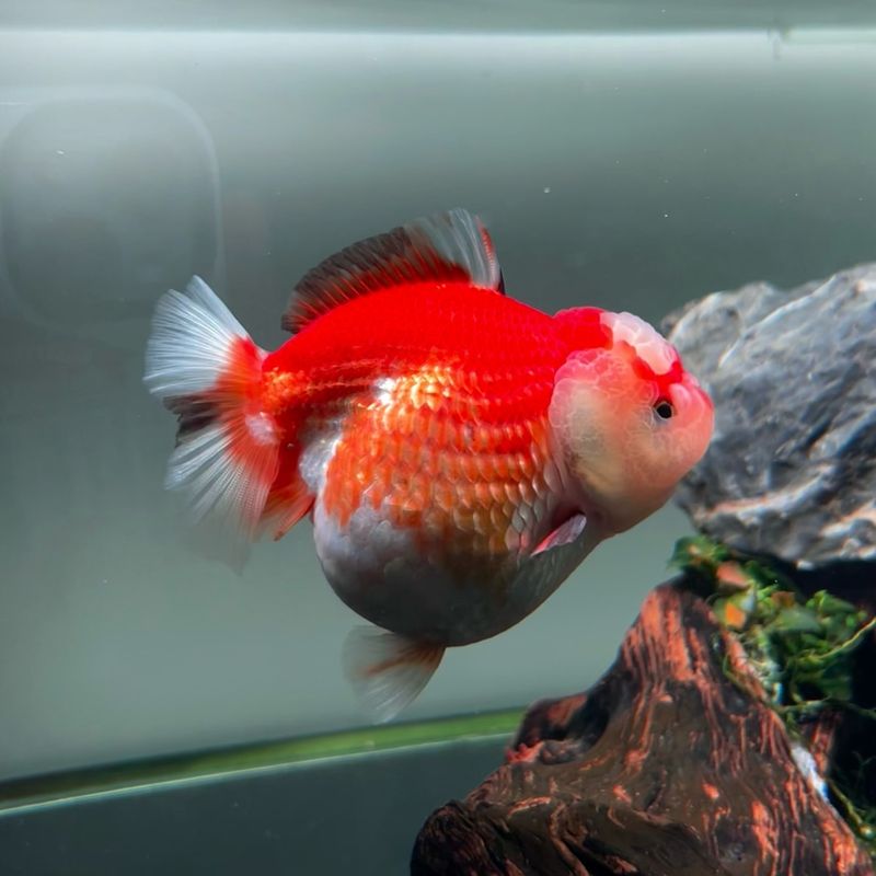 Asian Goldfish Kept as Pets