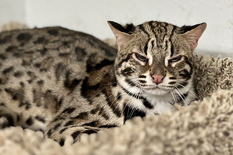 Asian Leopard Cat