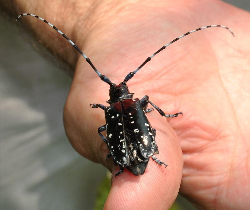 Asian Longhorned Beetle