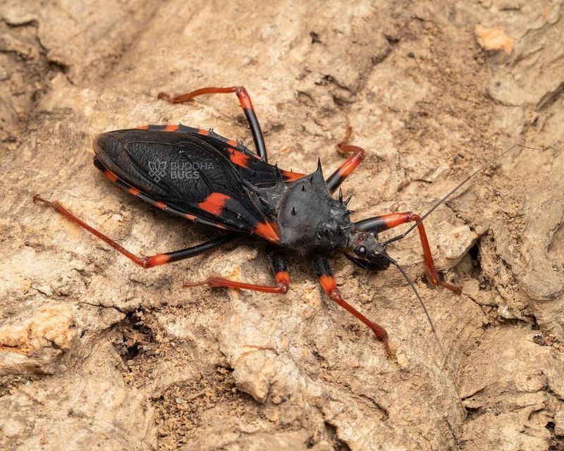 Assassin Bug