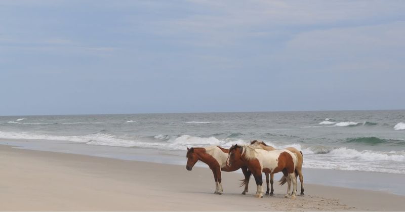 Assateague Island National Seashore (Maryland and Virginia)