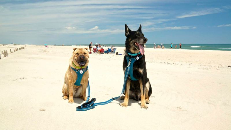 Assateague Island National Seashore (Maryland/Virginia)