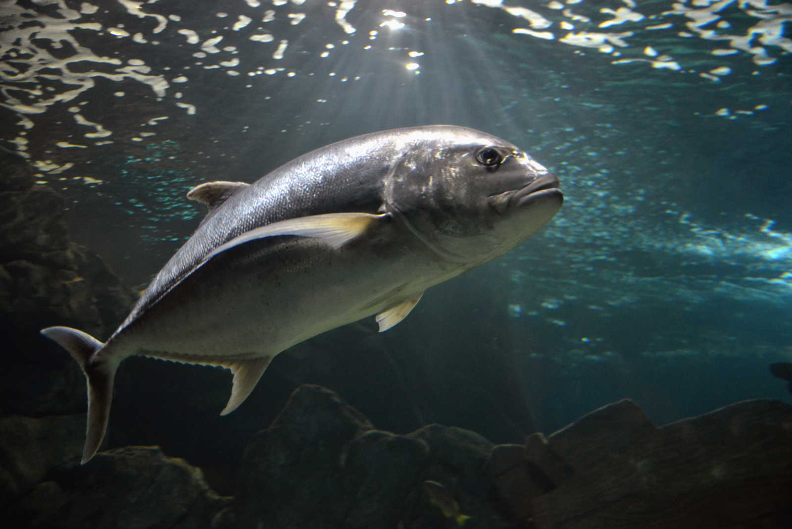 Atlantic Bluefin Tuna