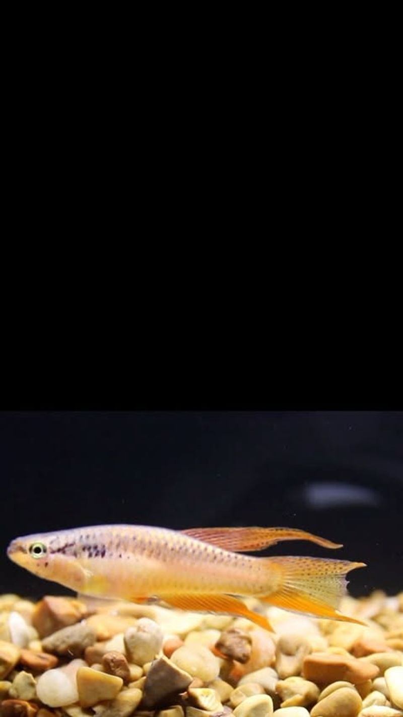 Atlantic Killifish