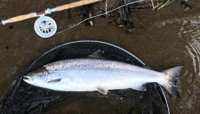 Atlantic Salmon