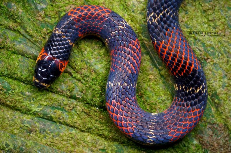 Atractus elaps (New Species of Snake)